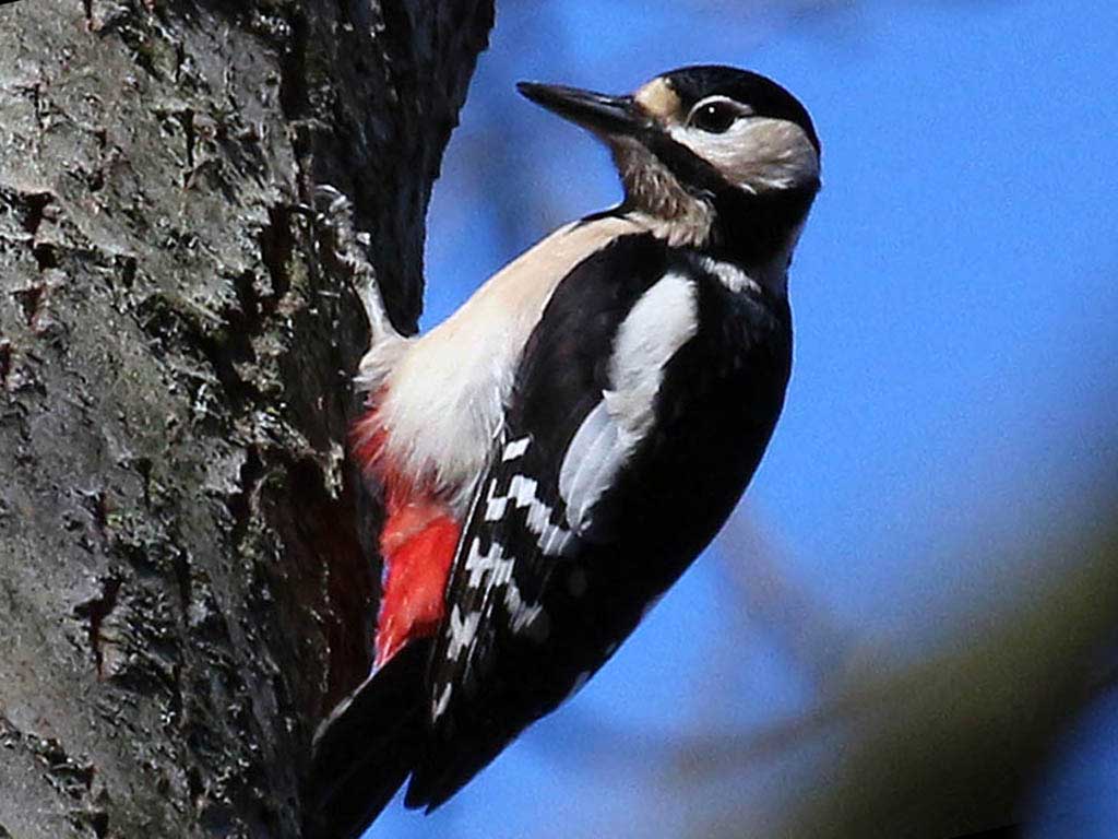 Great Spotted Woodpecker